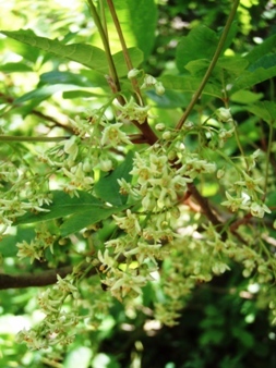 Poison oak flowers